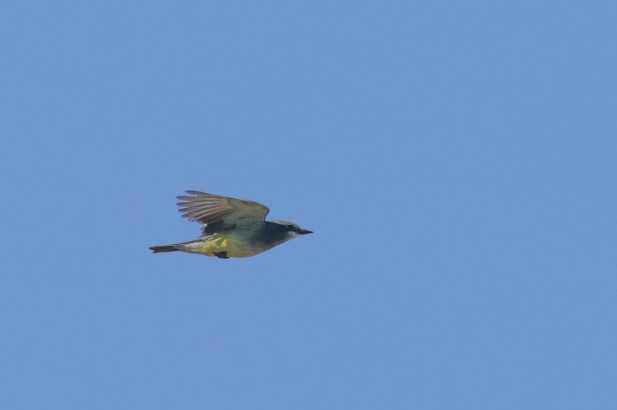 Cassin's Kingbird - ML444461071