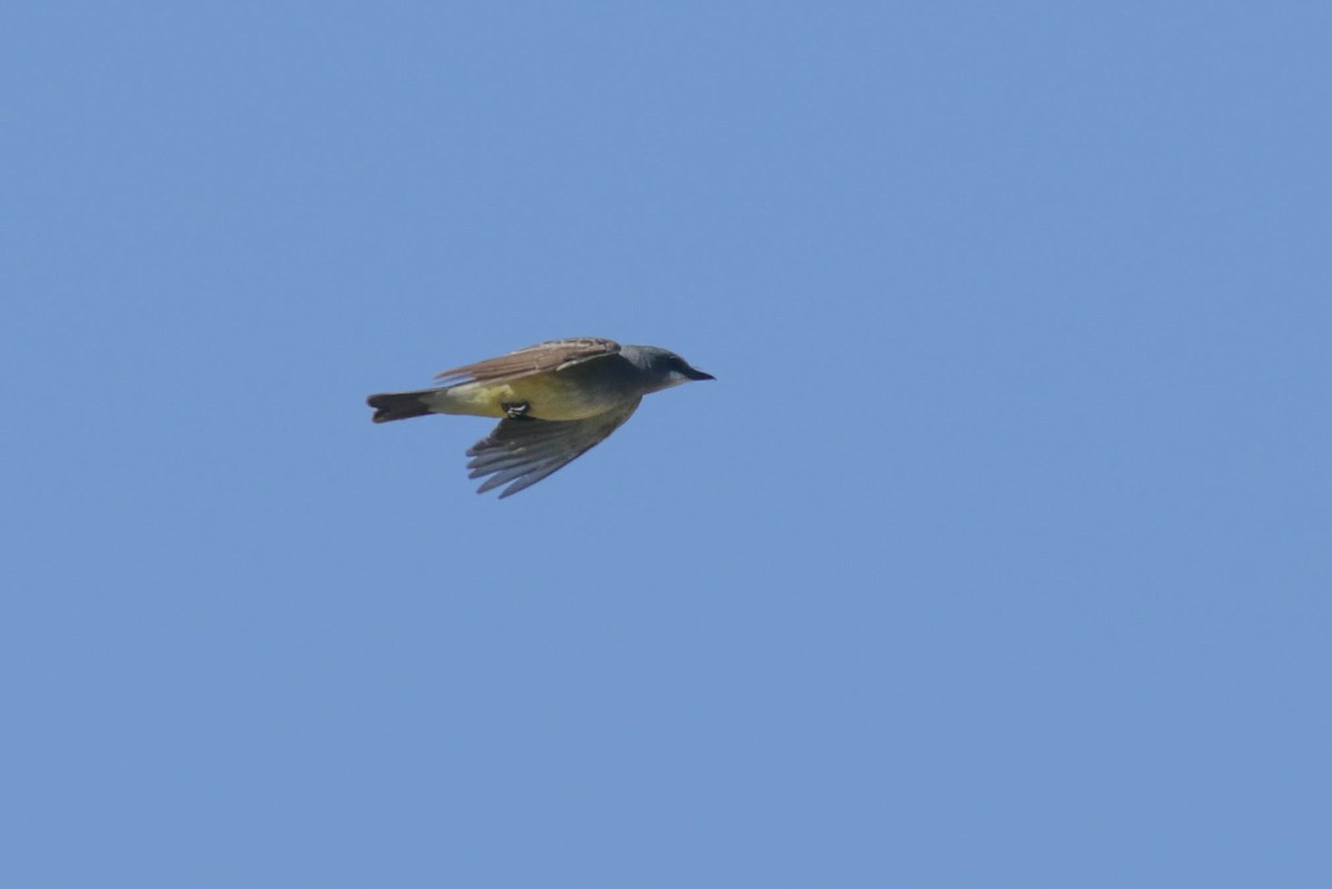 Cassin's Kingbird - ML444461091