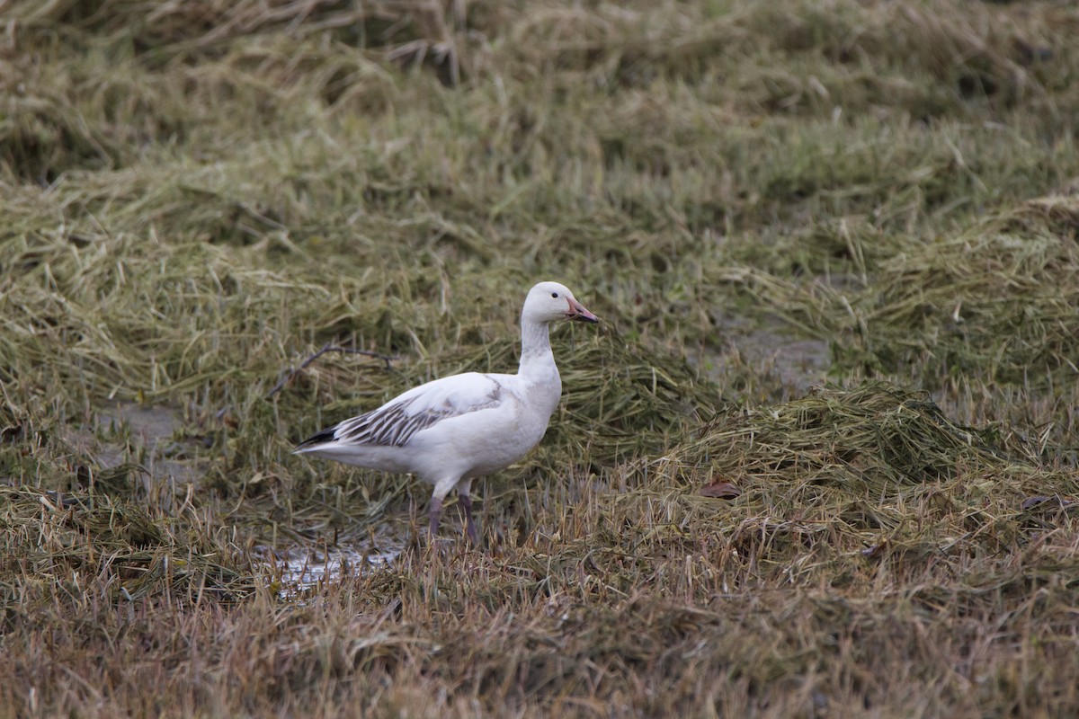 Snow Goose - ML444461101