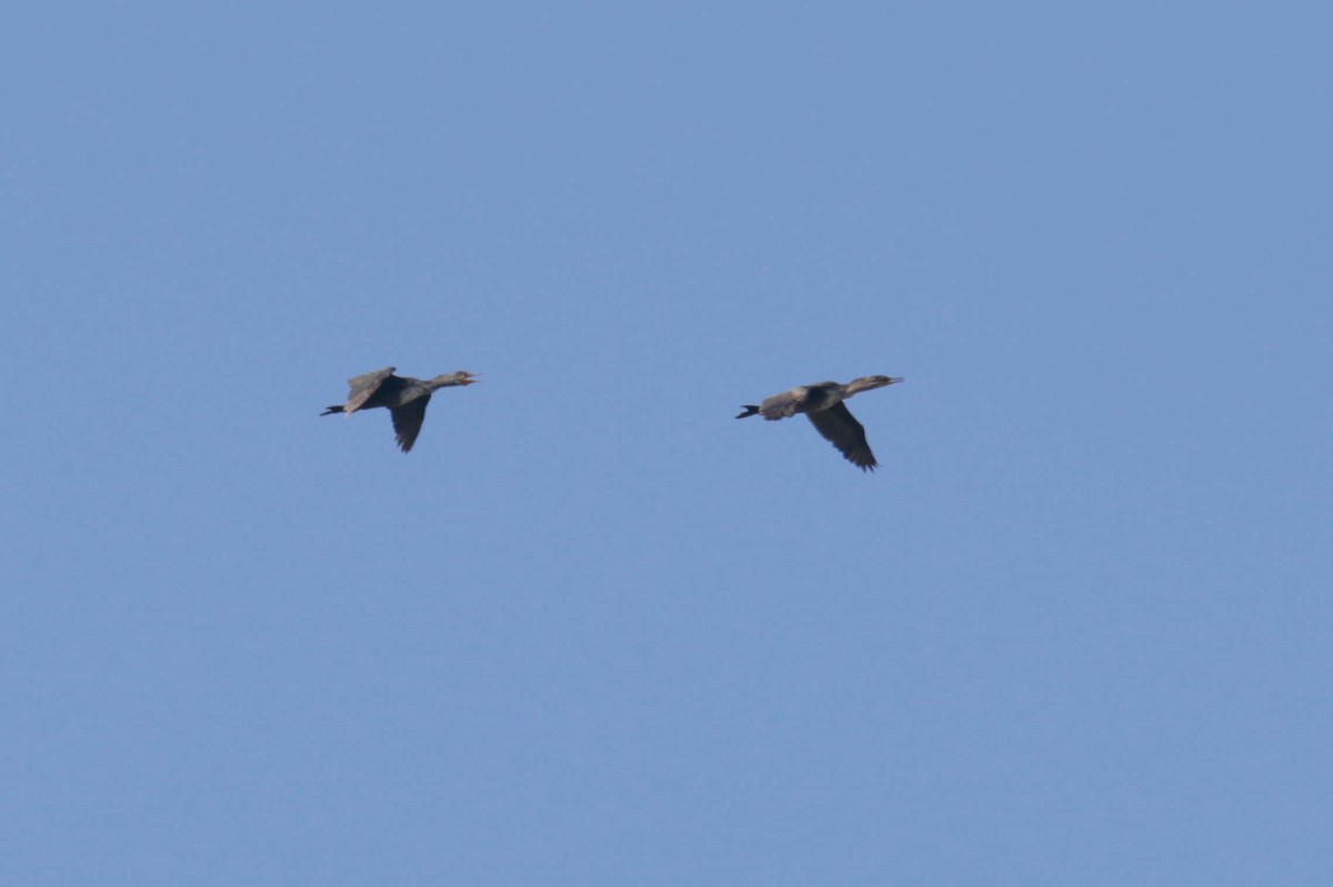 Double-crested Cormorant - ML444461191