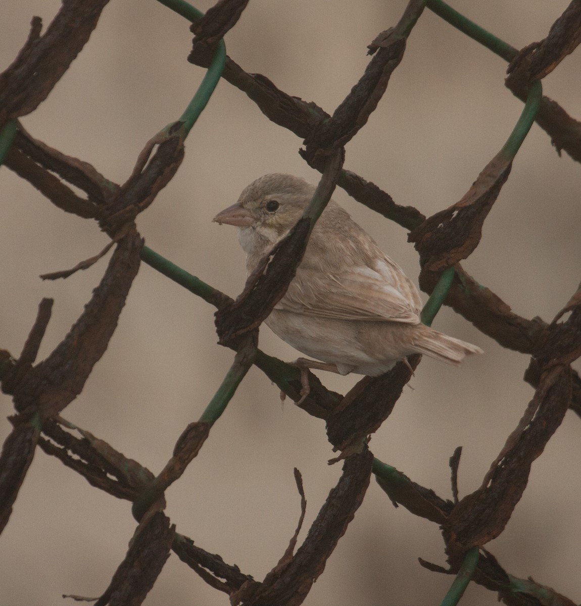 Savannah Sparrow (Large-billed) - Marshall Iliff