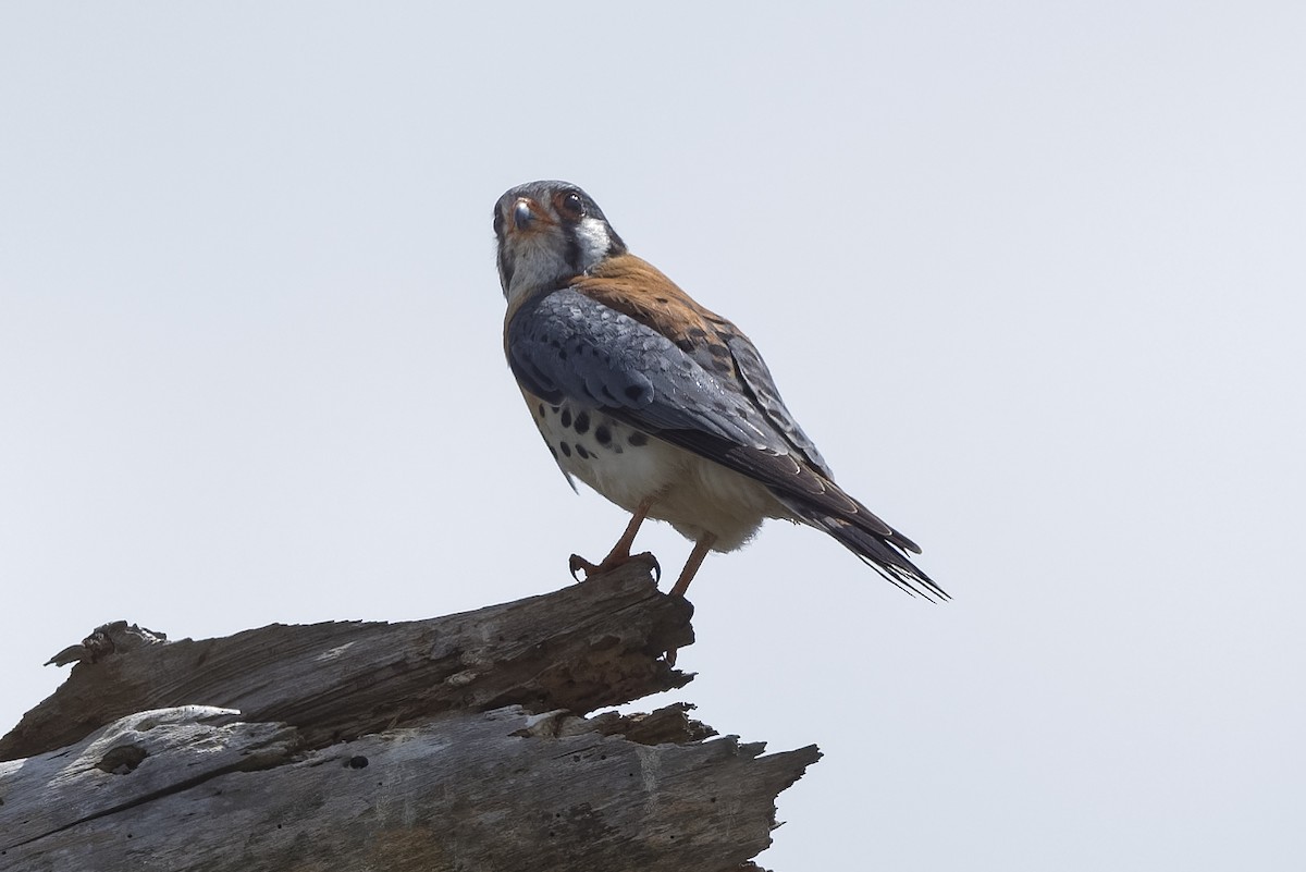 American Kestrel - ML444461731