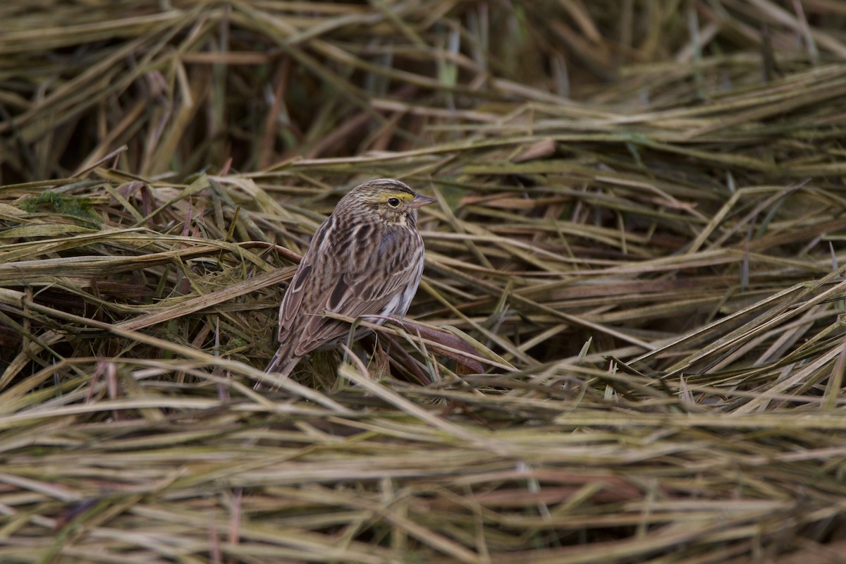 Savannah Sparrow - ML444461921