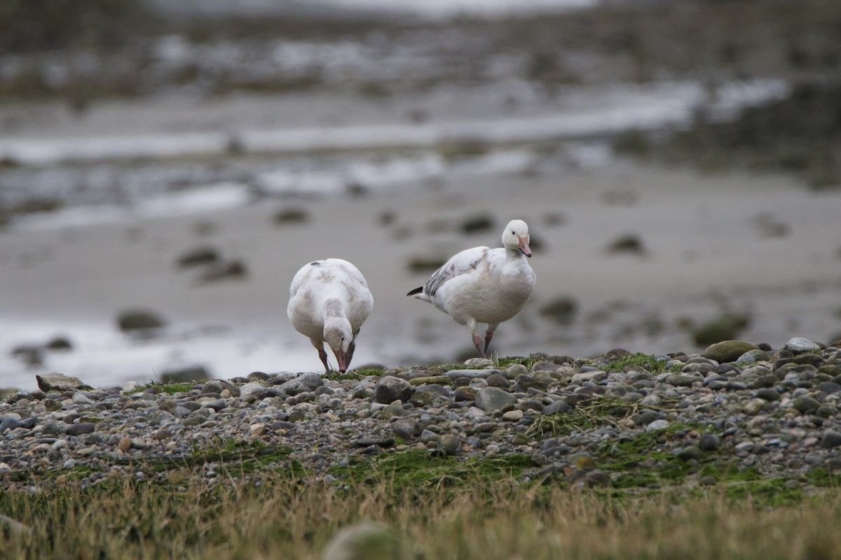 Snow Goose - J Millsaps