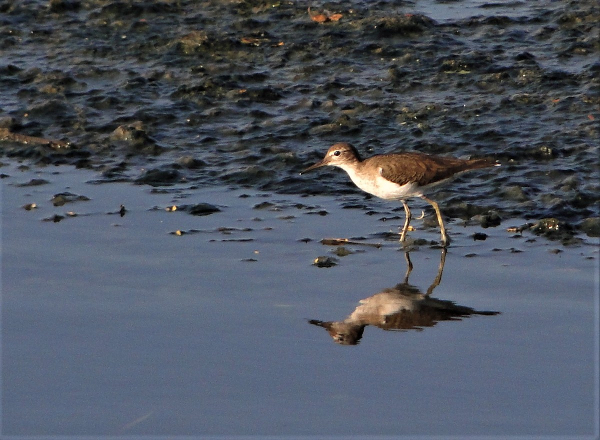 Spotted Sandpiper - ML44446221