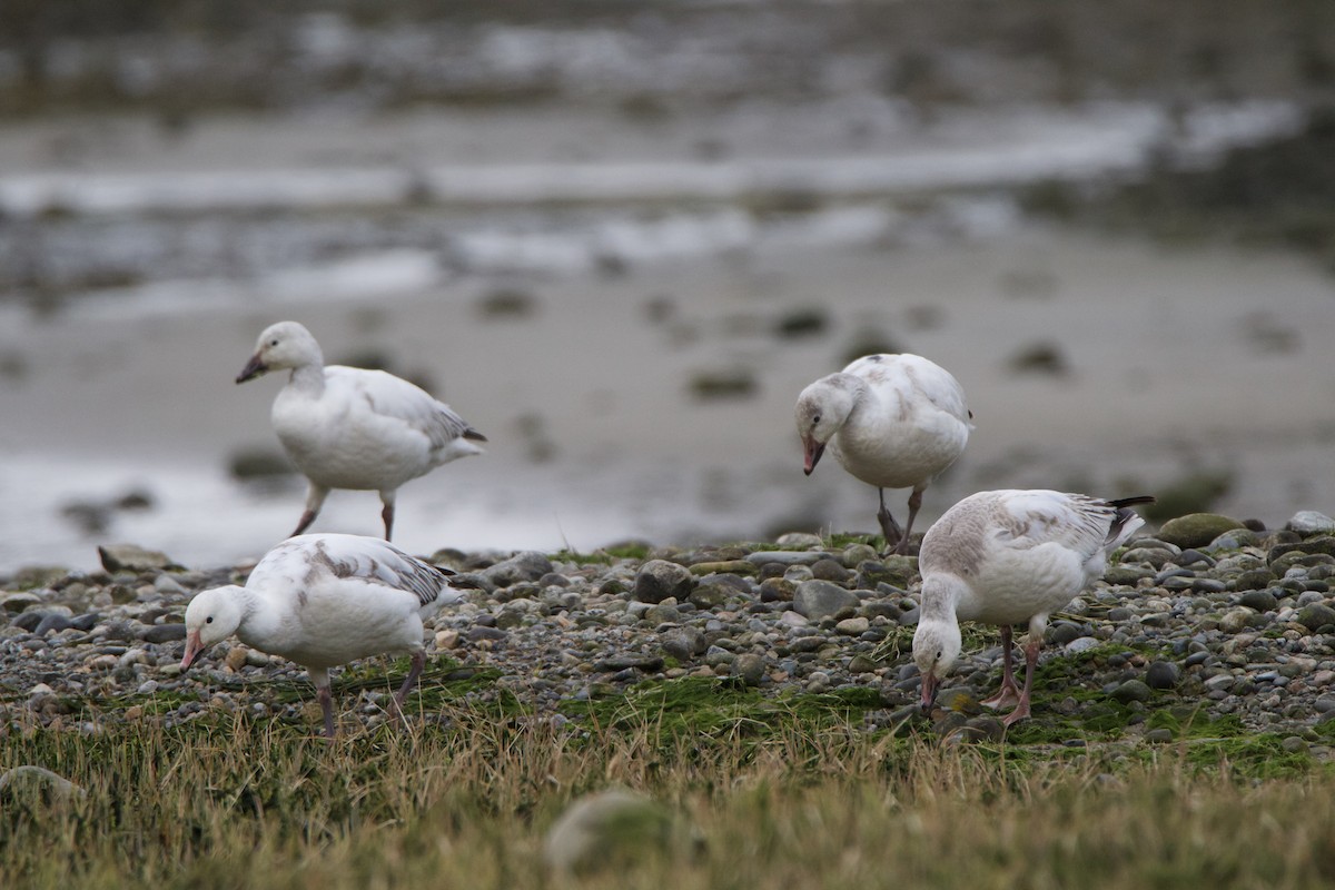 Snow Goose - ML444462581
