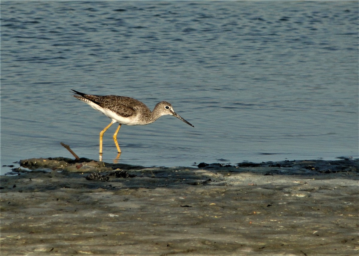 Greater Yellowlegs - ML44446271