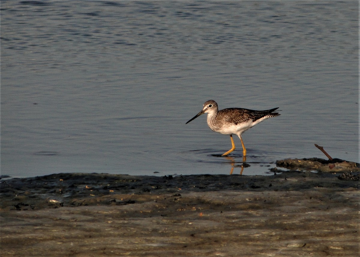 Greater Yellowlegs - Carlos Otávio Gussoni