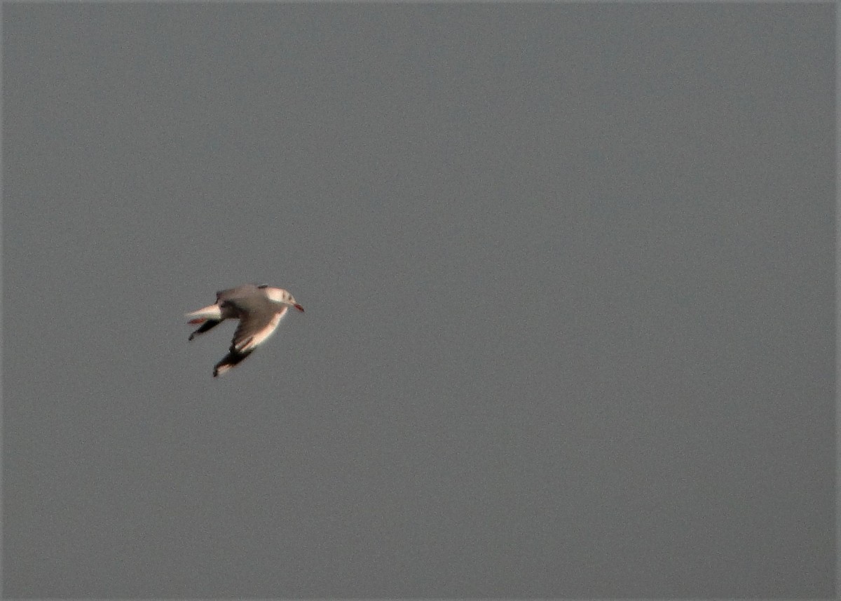 Gaviota Cabecigrís - ML44446391