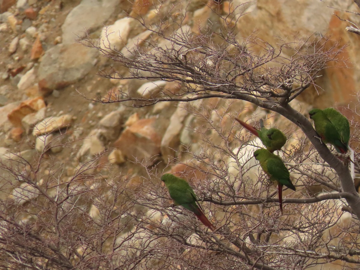 Austral Parakeet - ML444466511