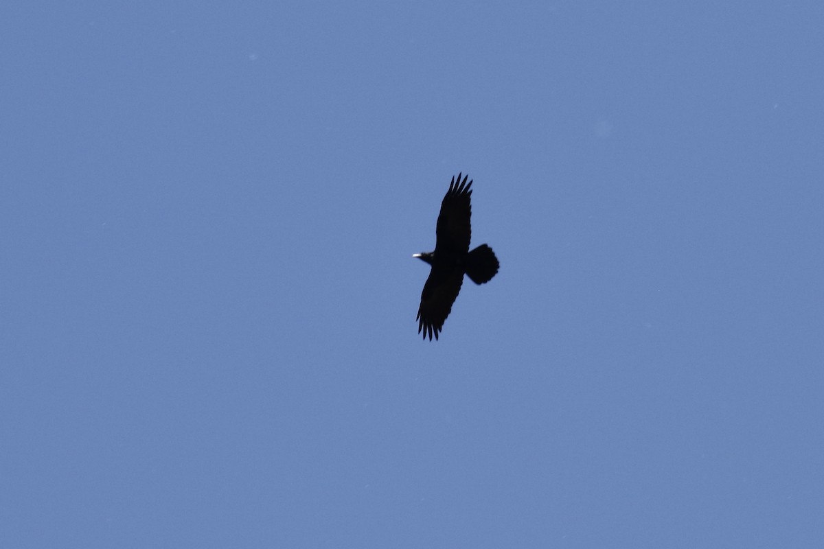 Common Raven - ML444466521