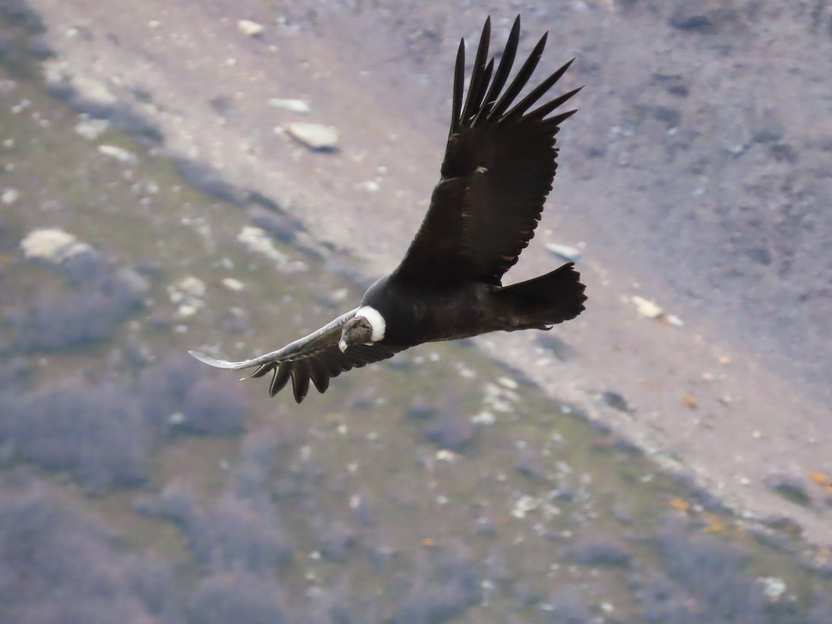 Andean Condor - ML444466531