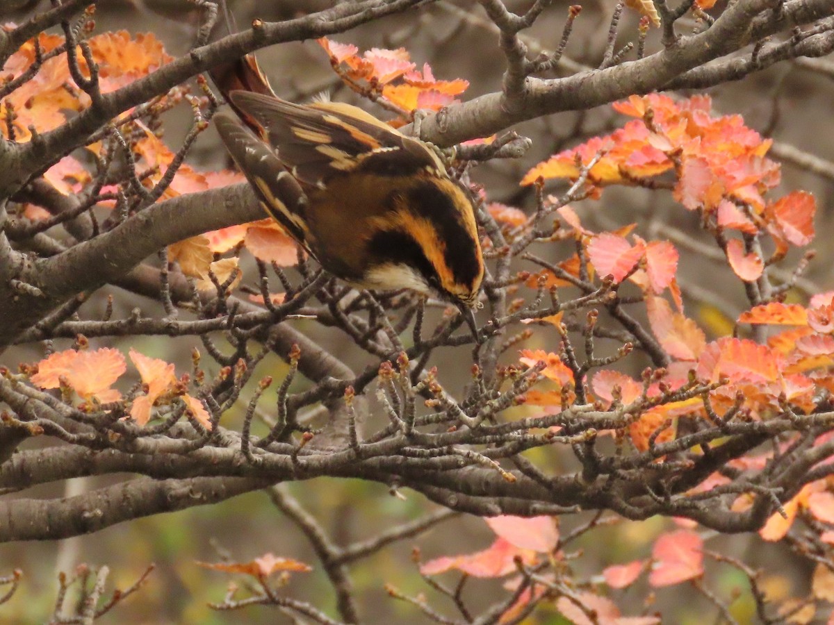 Thorn-tailed Rayadito - ML444466571