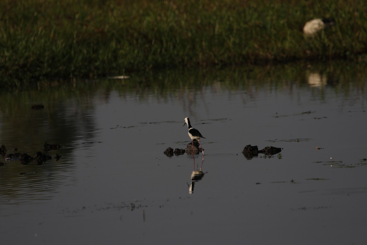 Pied Stilt - ML444466641