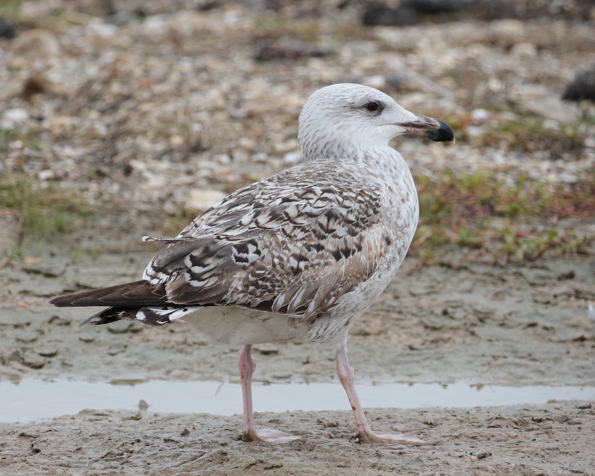 Great Black-backed Gull - jan liang