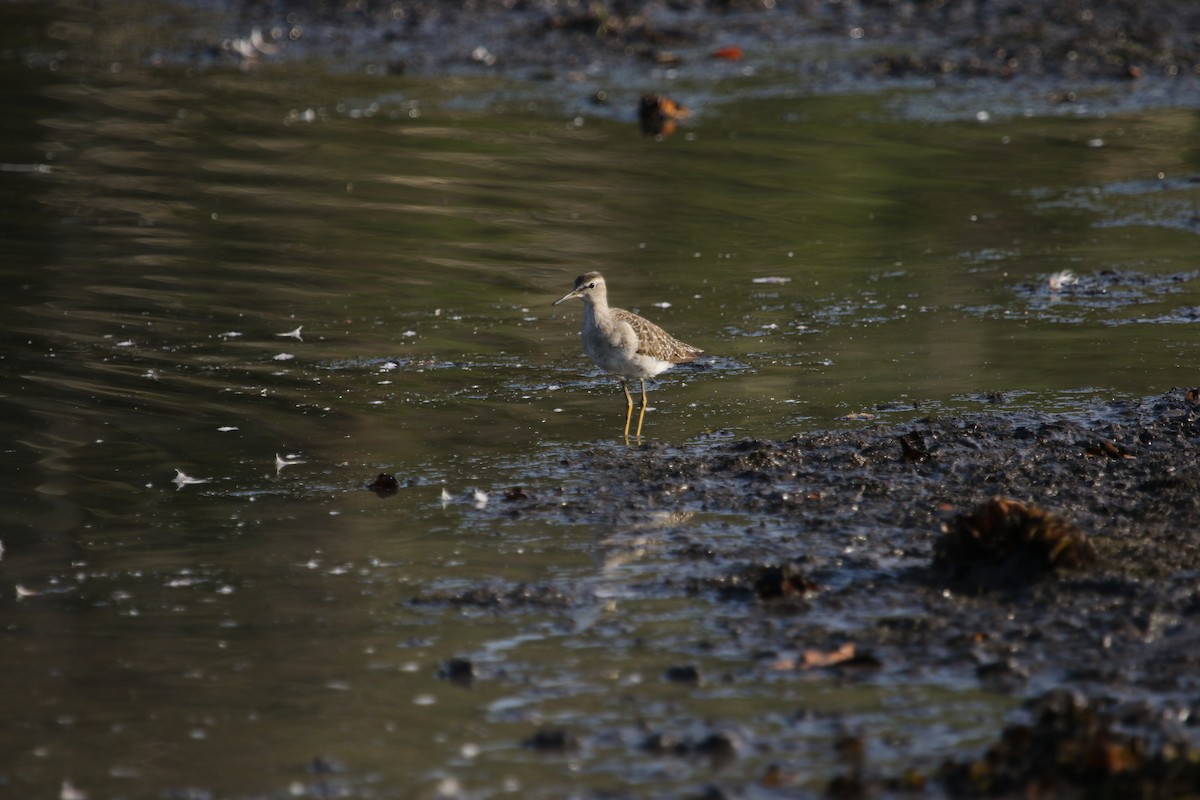 Wood Sandpiper - ML444469051