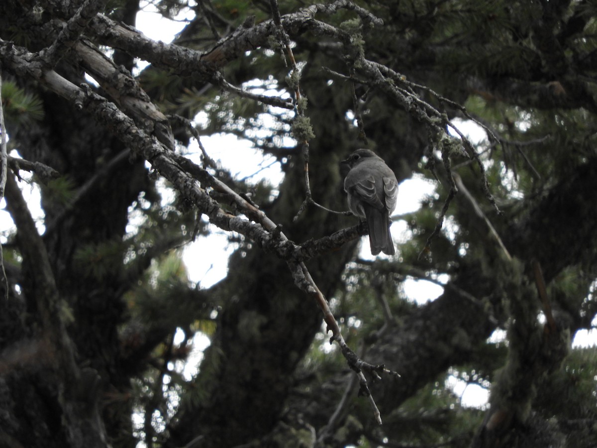 Townsend's Solitaire - Kyleigh Godsey