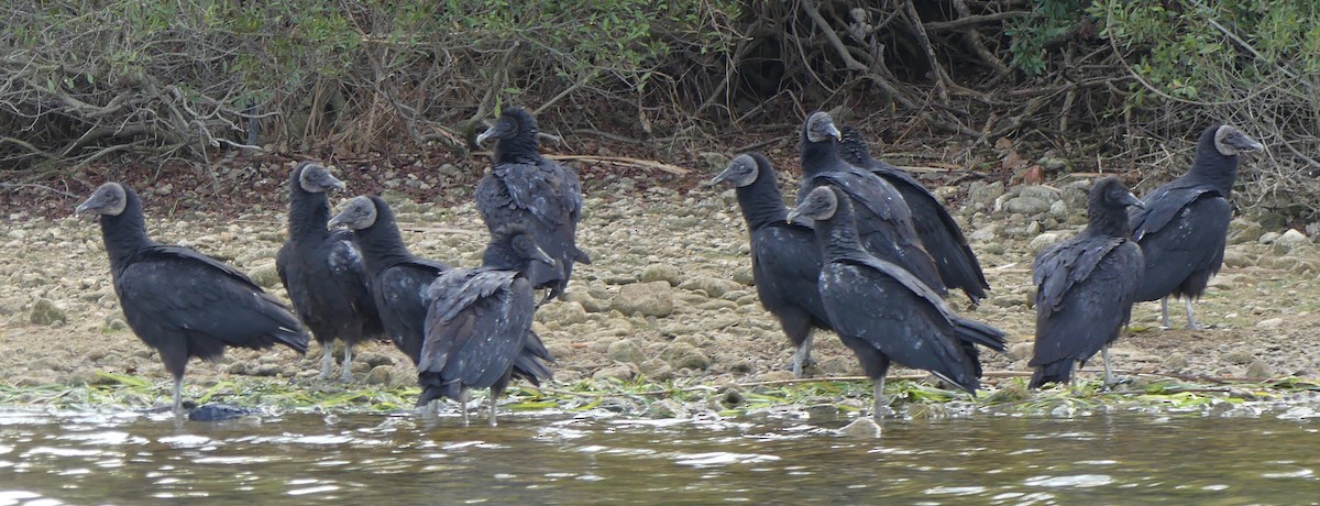 Black Vulture - ML44447091