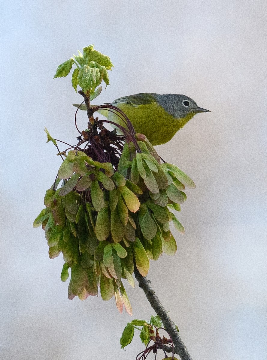 Nashville Warbler - ML444471721