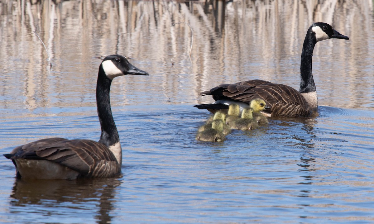 berneška velká - ML444472591