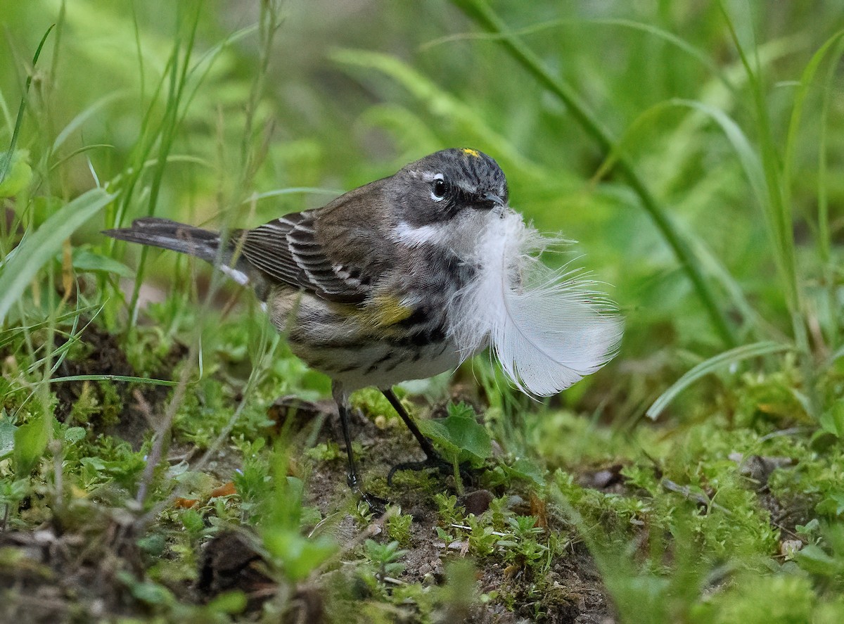 Yellow-rumped Warbler - ML444472601