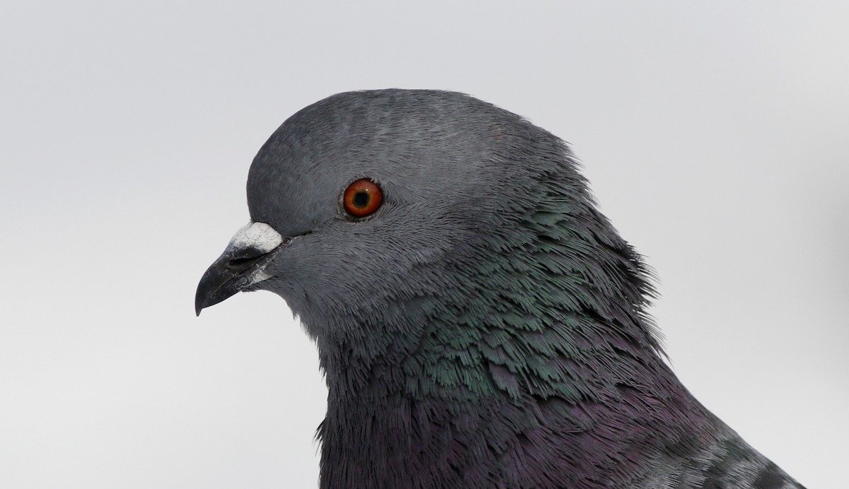 Rock Pigeon (Feral Pigeon) - ML44447291