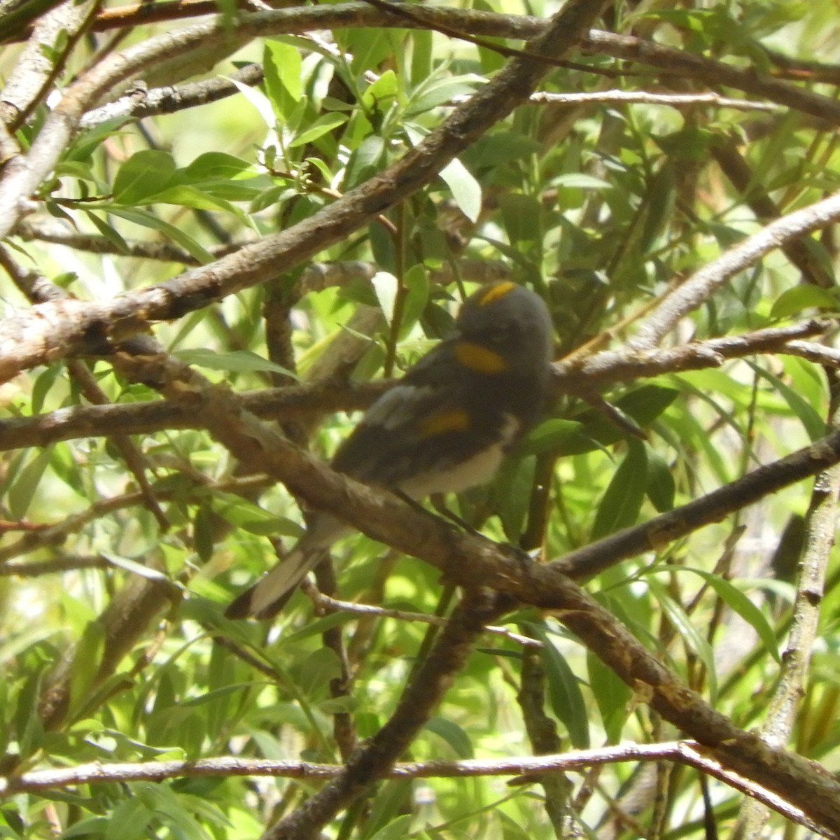 Yellow-rumped Warbler (Audubon's) - ML444473971