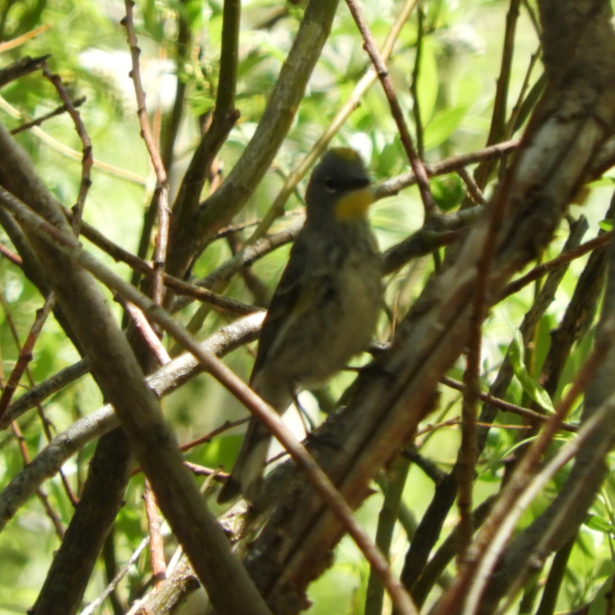 Yellow-rumped Warbler (Audubon's) - ML444474001