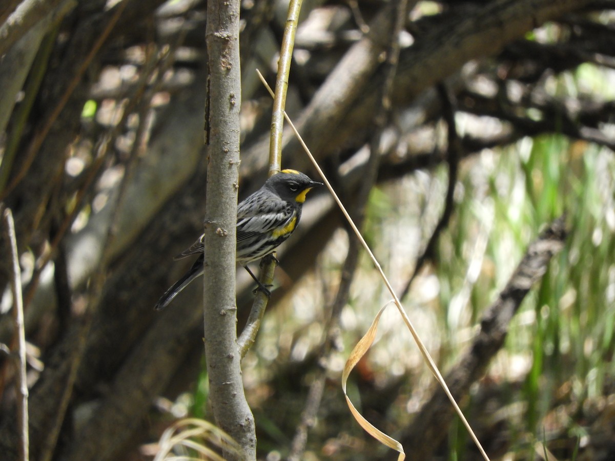 Yellow-rumped Warbler (Audubon's) - ML444474231
