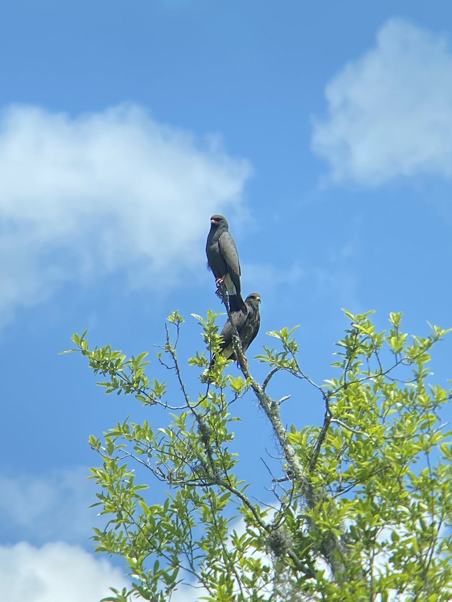 Snail Kite - ML444476091