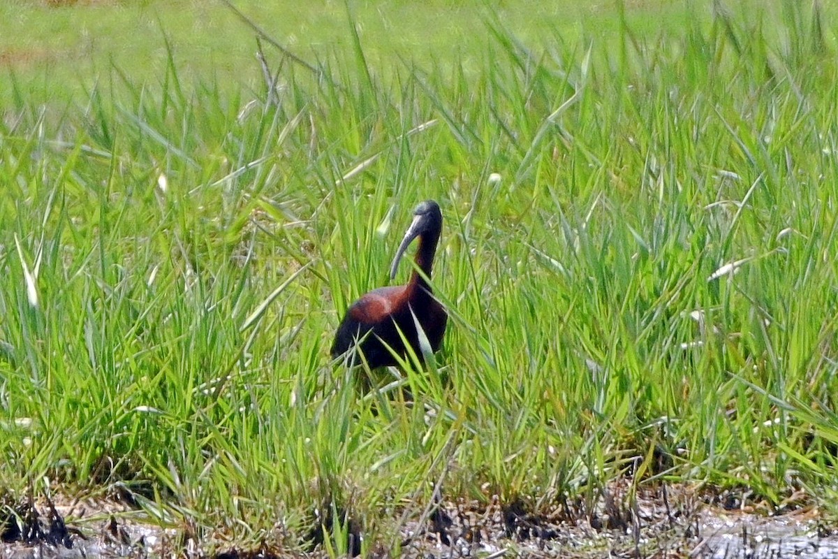 Glossy Ibis - Steven Mix