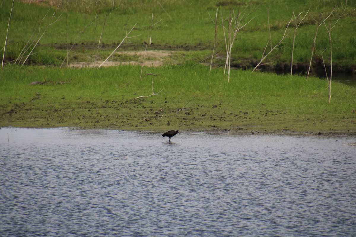 Glossy Ibis - ML444479071