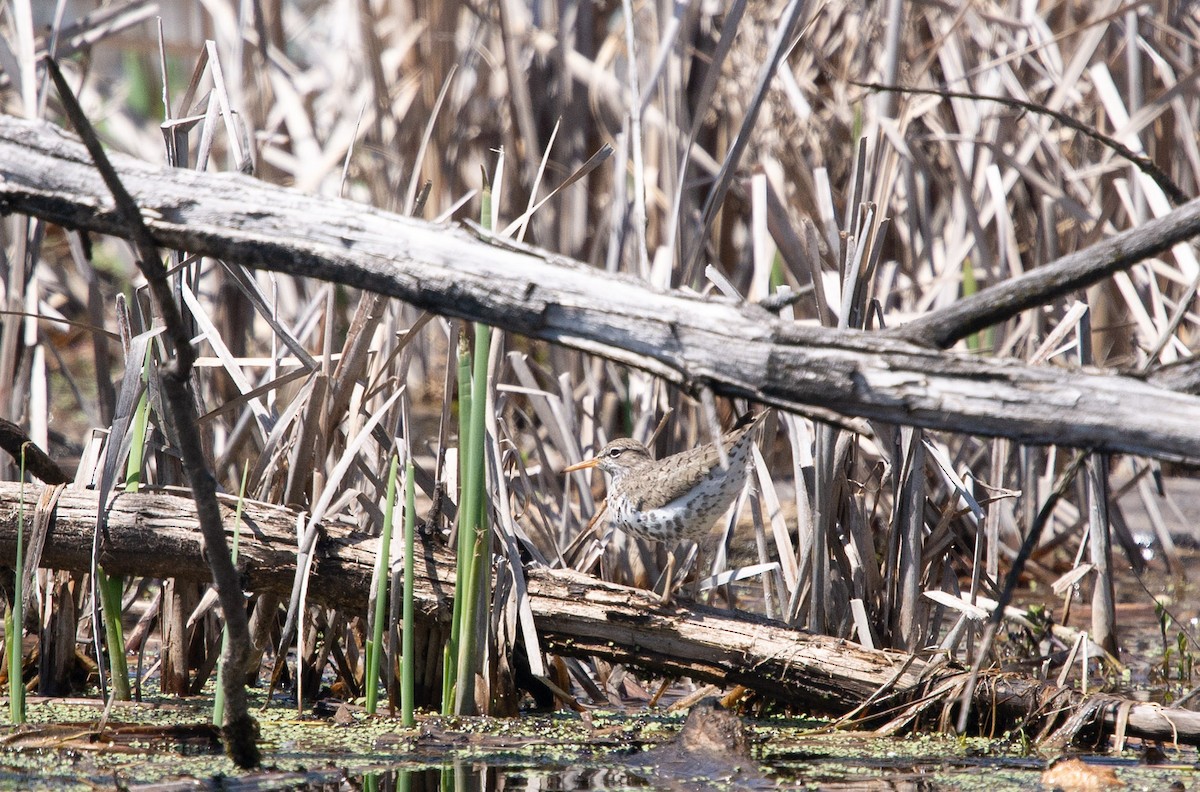 pisík americký - ML444480061