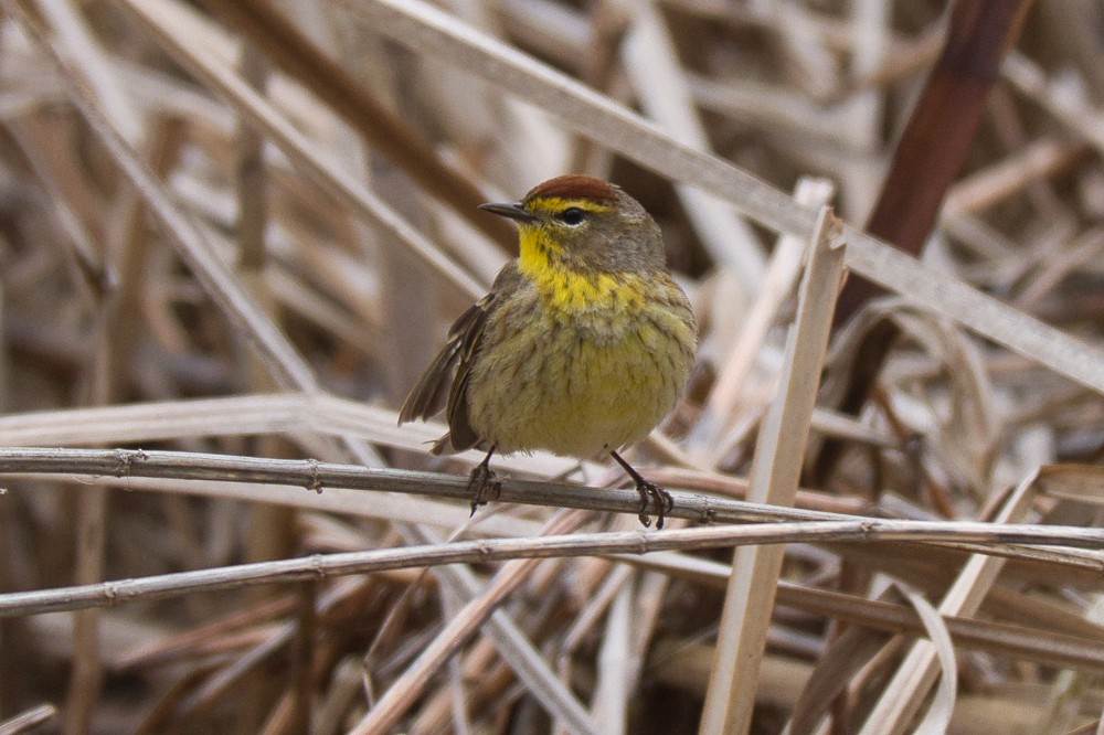 Palm Warbler - ML444480231