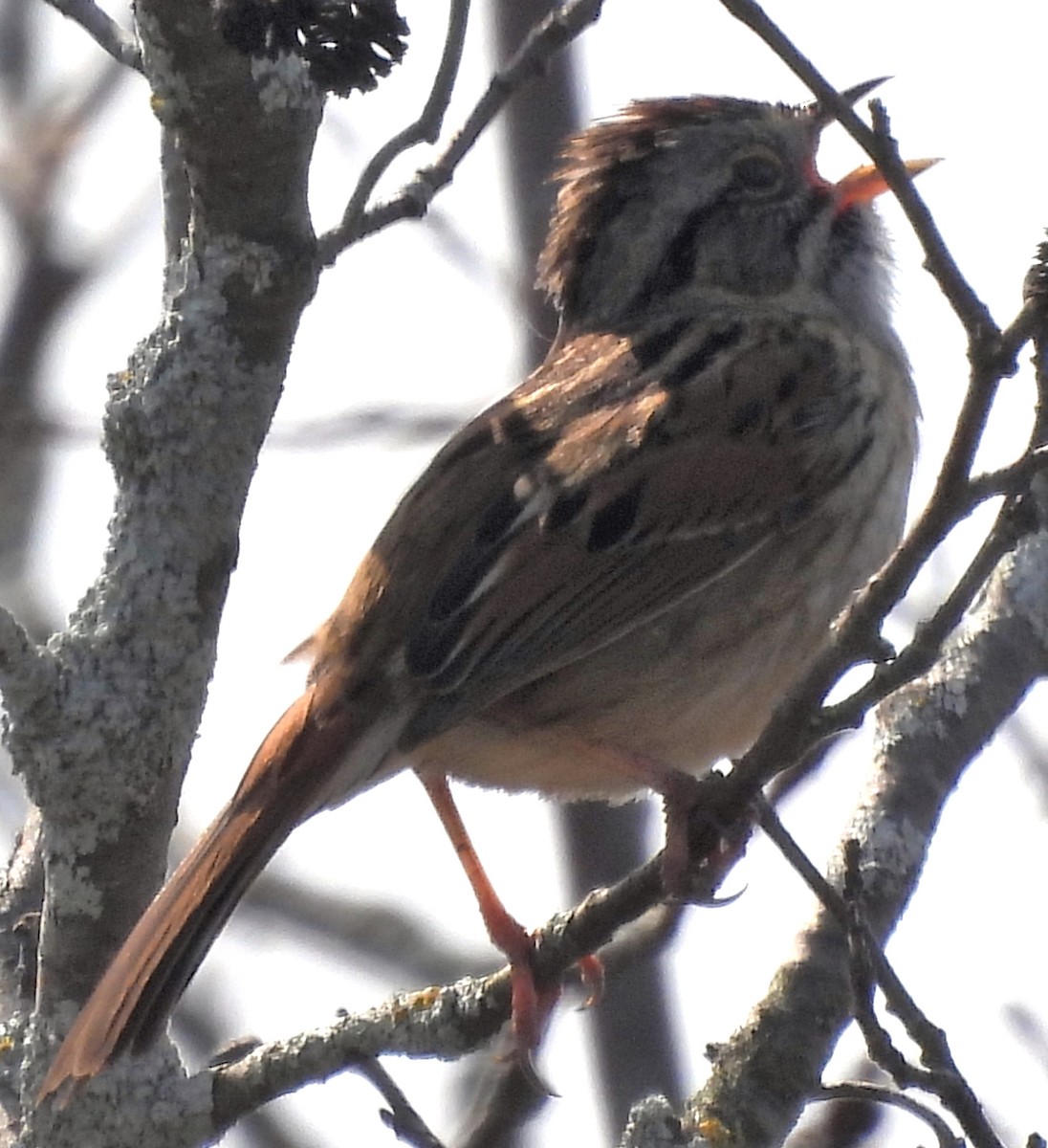 Swamp Sparrow - ML444482151
