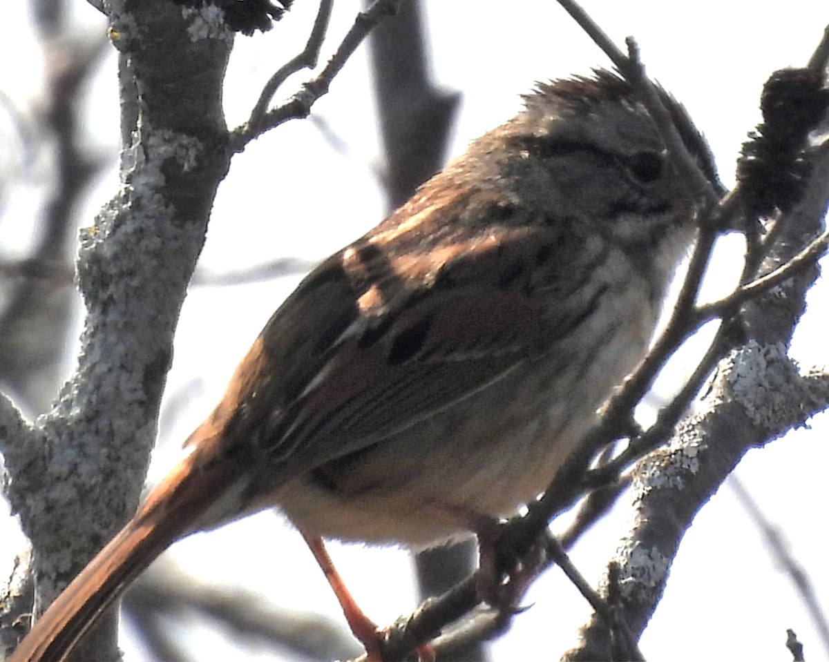 Swamp Sparrow - ML444482191