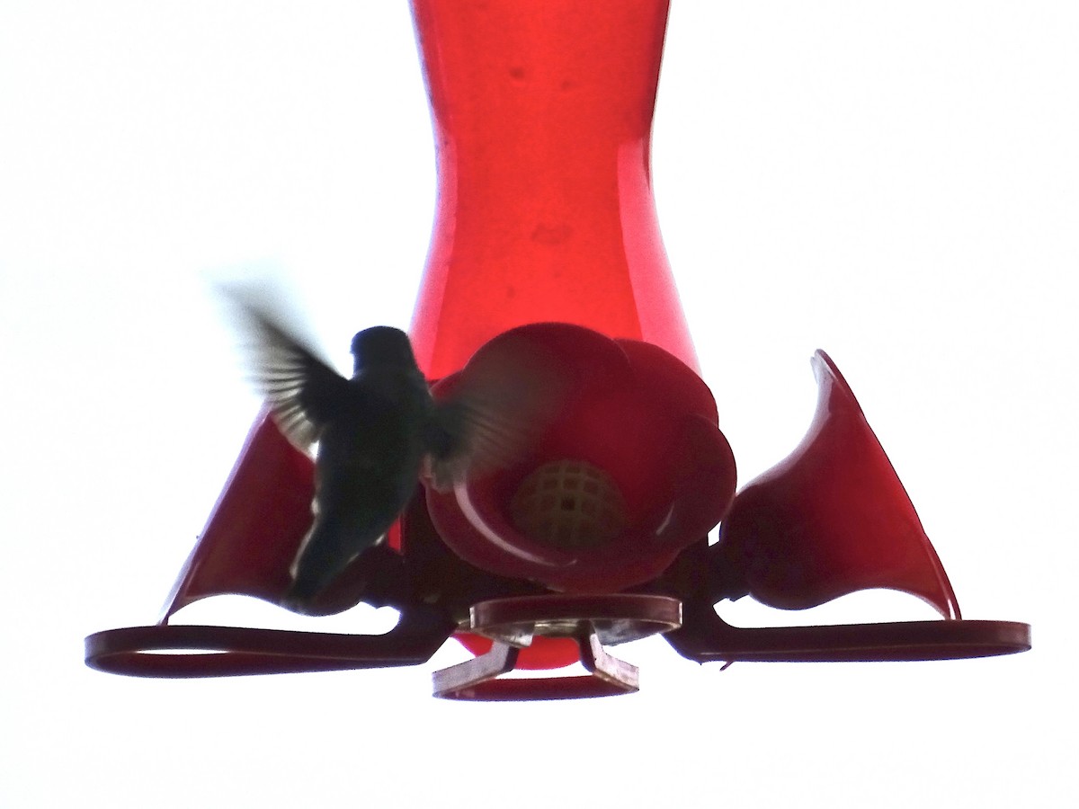 Рубиновогорлый колибри - ML444486841