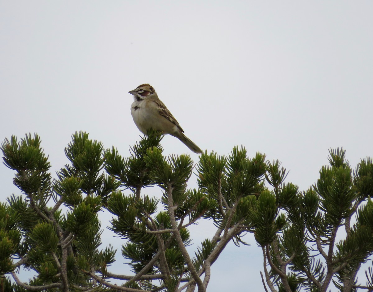 Lark Sparrow - ML444487131