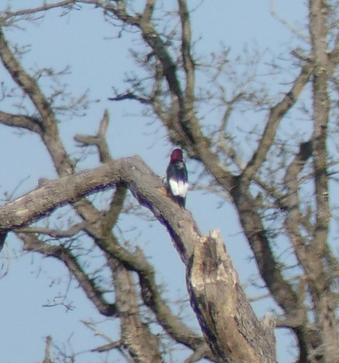 Red-headed Woodpecker - ML44448771