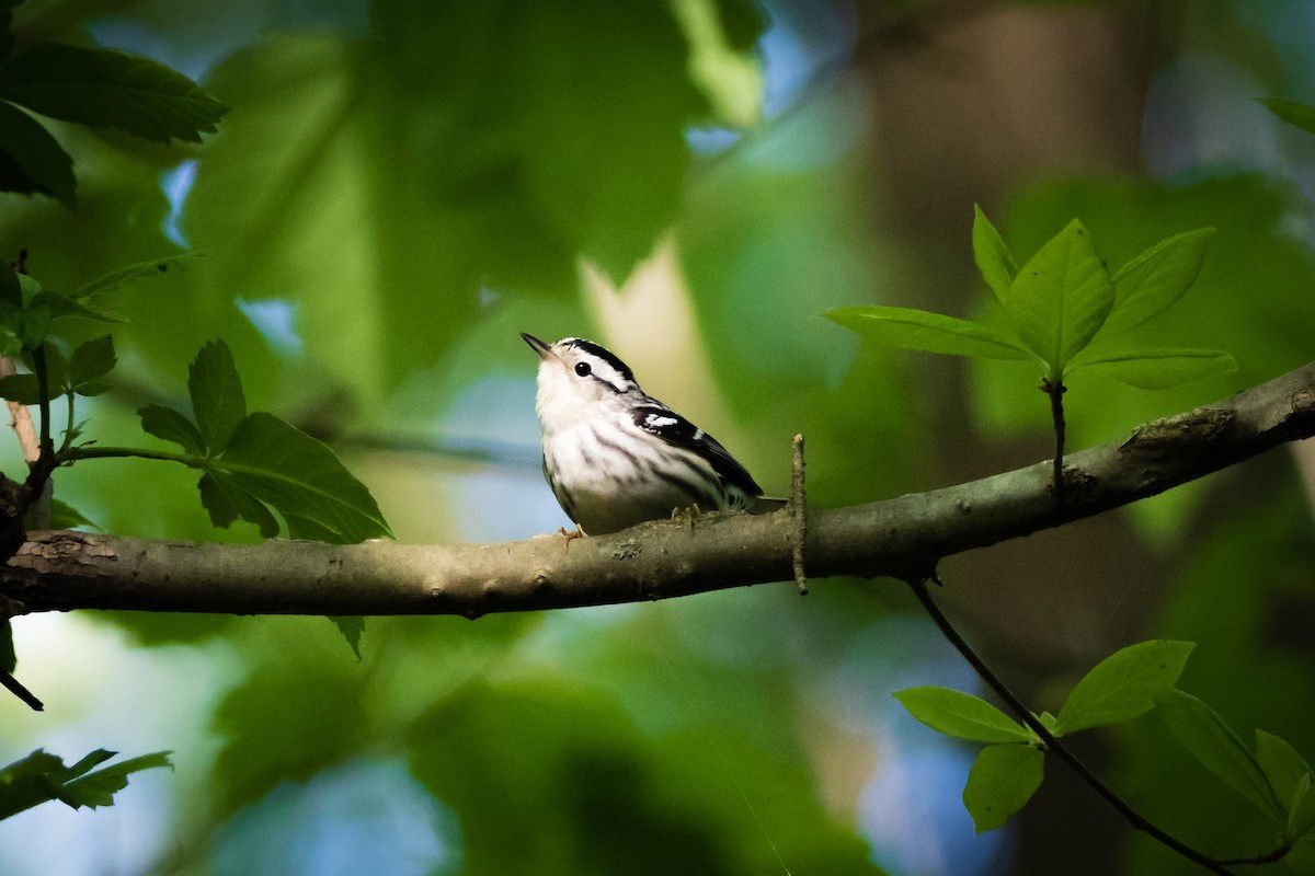 Black-and-white Warbler - ML444488161