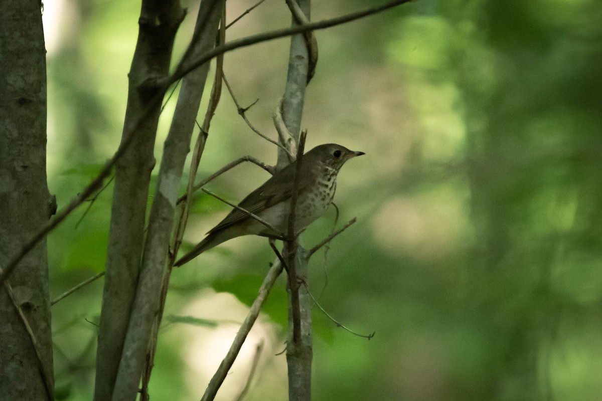 Gray-cheeked Thrush - ML444488841