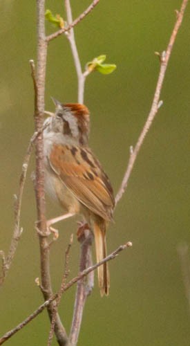 Swamp Sparrow - ML44448901