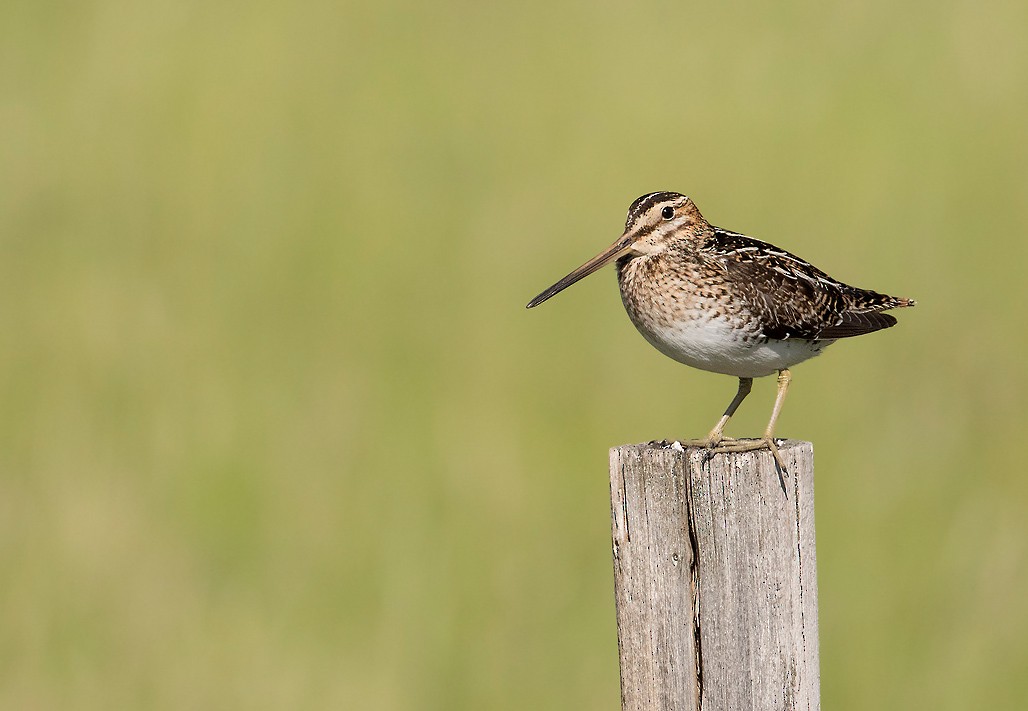 Wilson's Snipe - ML444490891