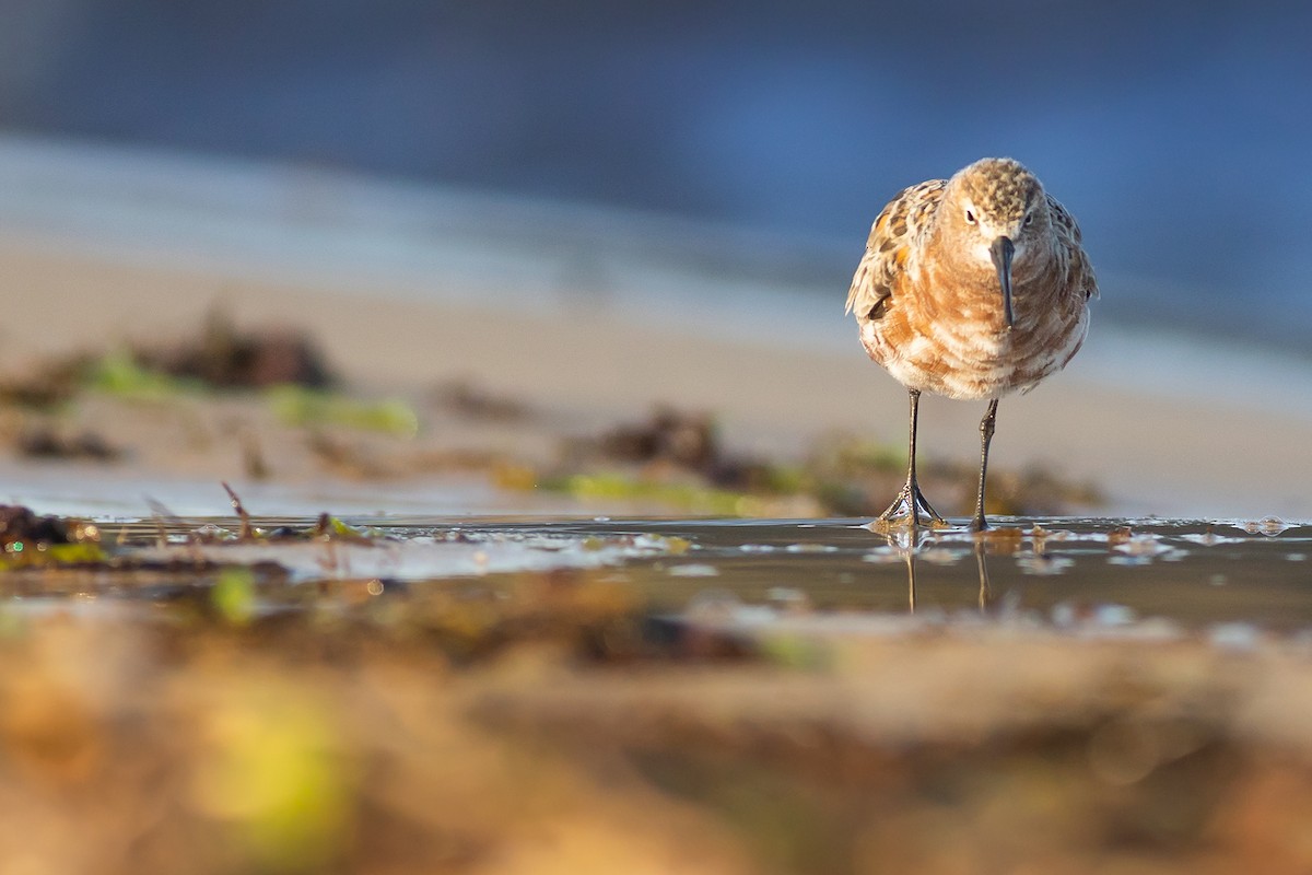 Curlew Sandpiper - ML444492161