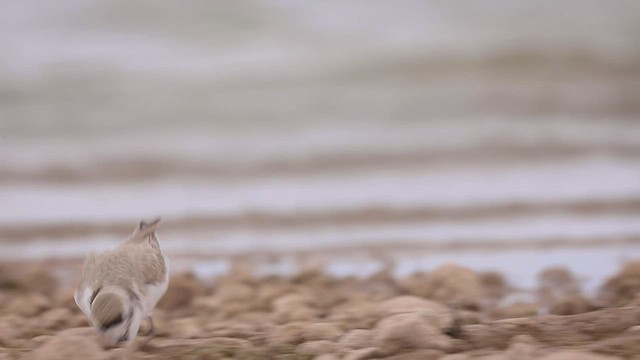 Snowy Plover - ML444493231