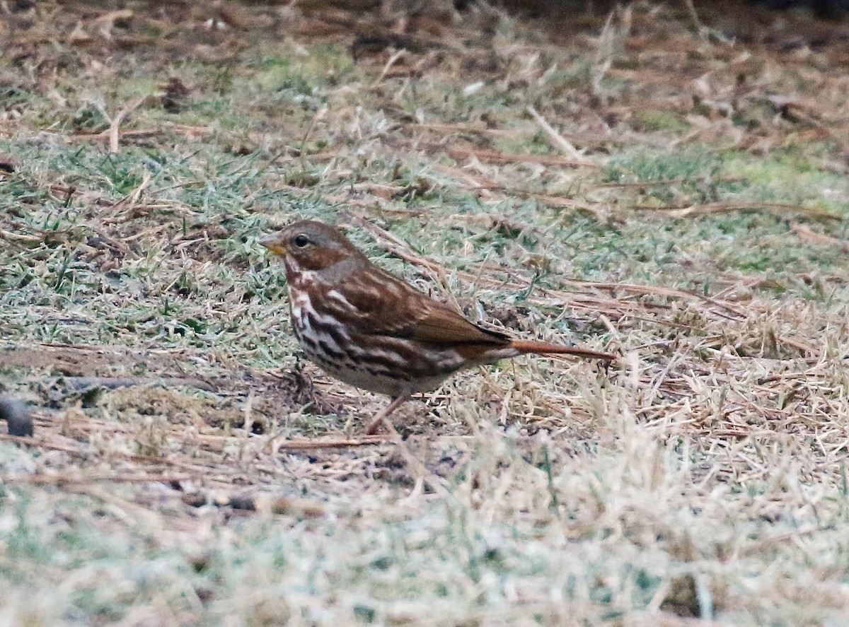 Fox Sparrow (Red) - ML444493901