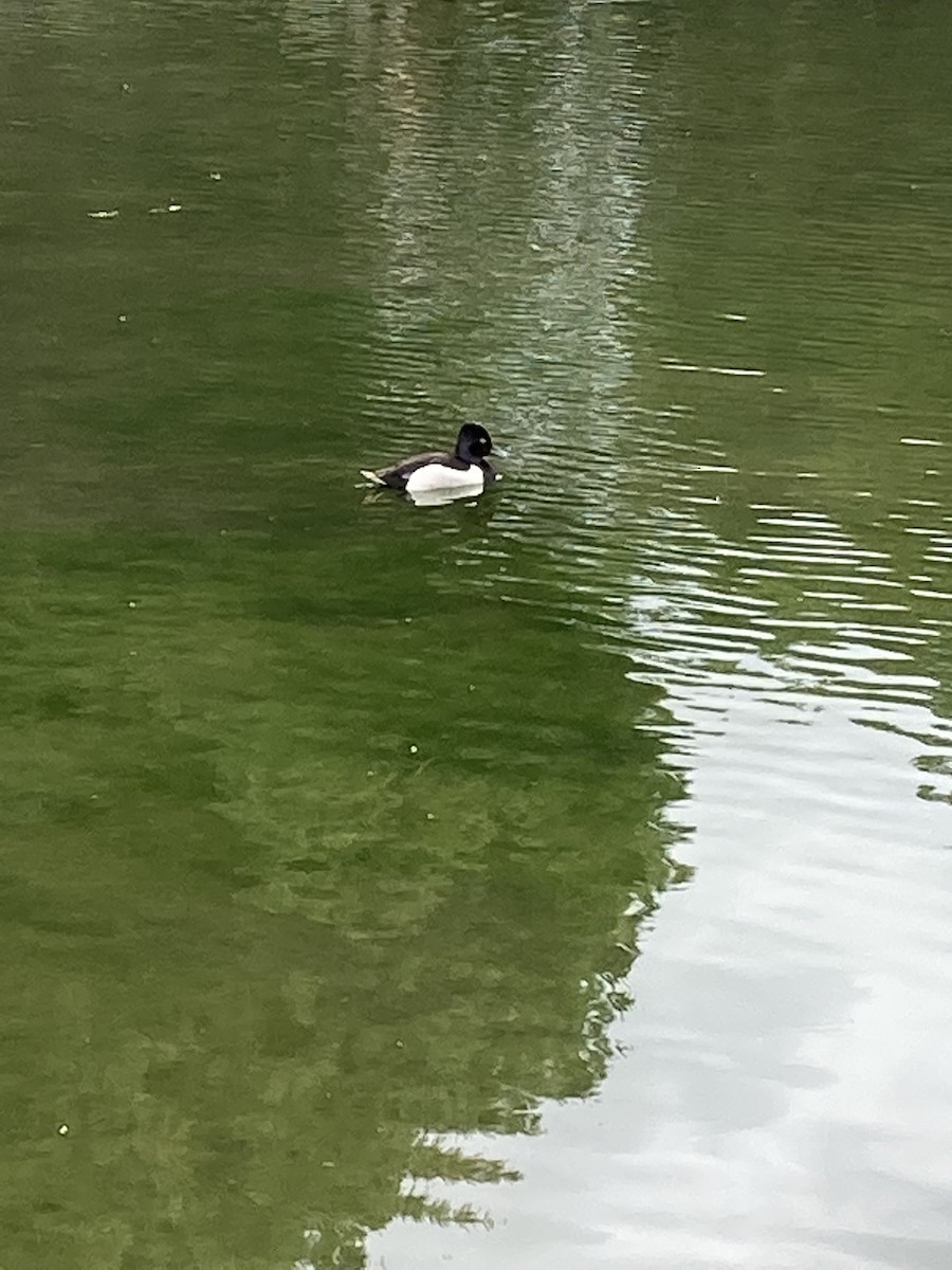 Ring-necked Duck - ML444494101
