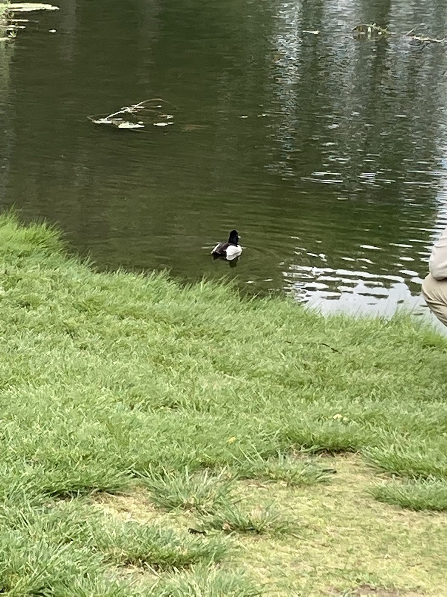 Ring-necked Duck - ML444494111