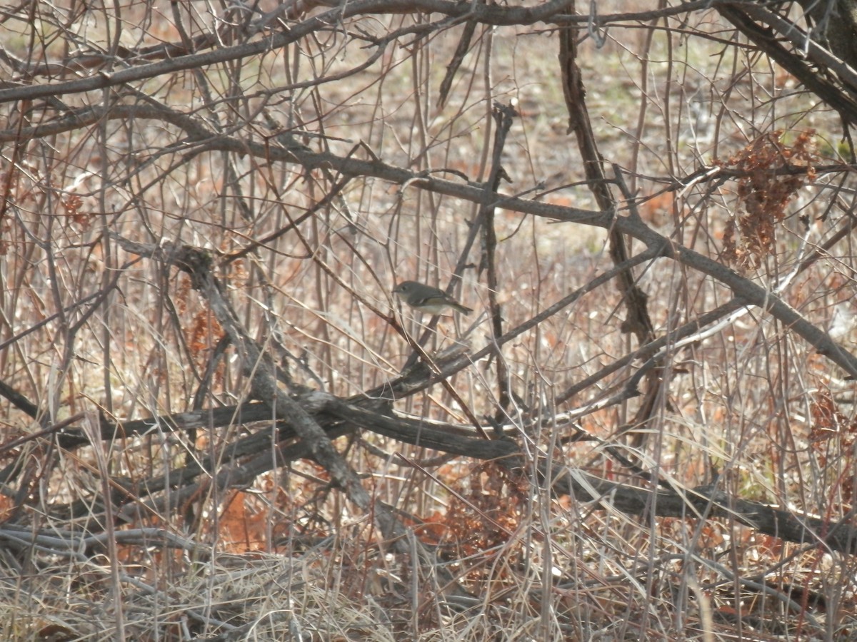 Ruby-crowned Kinglet - Dawson Gardner