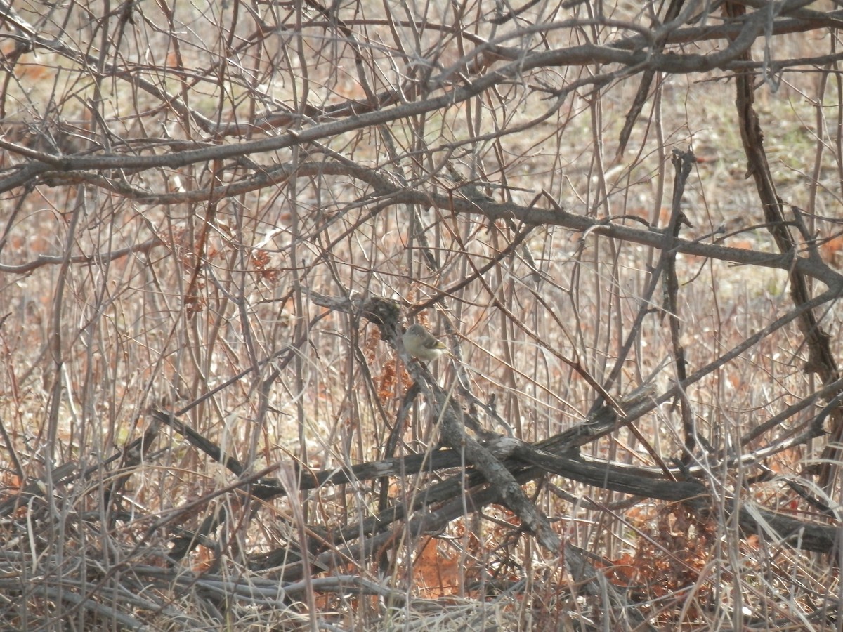 Ruby-crowned Kinglet - Dawson Gardner